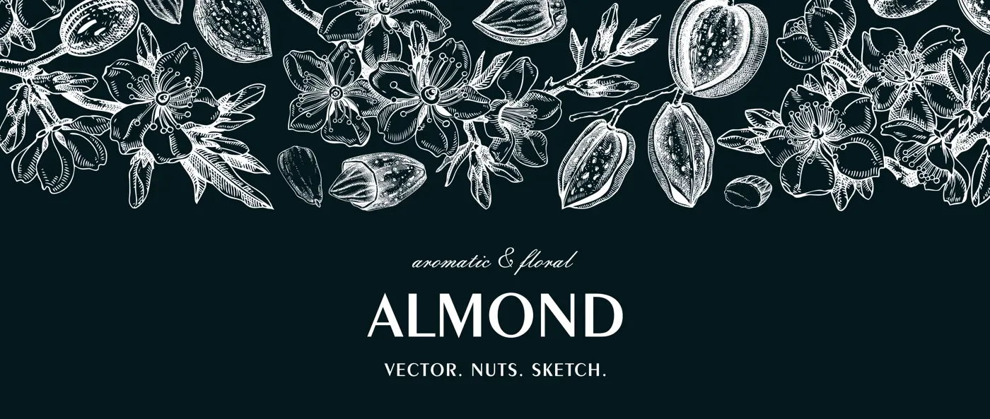 Almond background on chalkboard. Blooming branches, flowers, almond nut sketches. Hand drawn vector illustration. Botanical banner. NOT AI generated Illustration